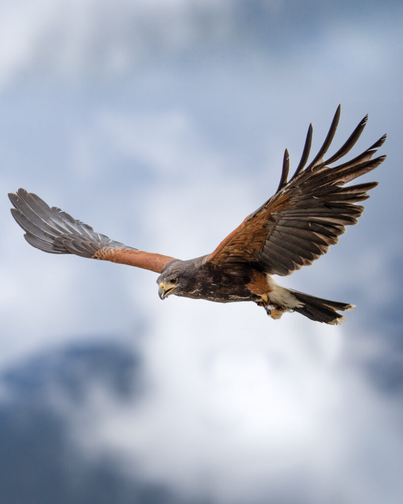 DSC09753-Bearbeitet-819x1024